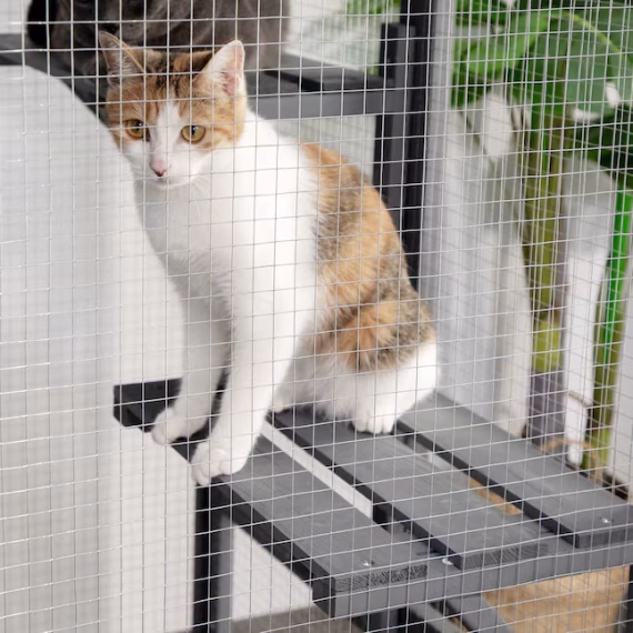 Coziwow Wood Indoor/Outdoor Any Cat House - Image 2
